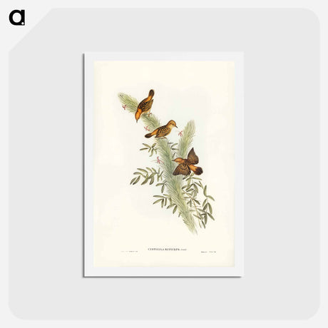 アートポストカード-Rufous-headed Warbler
 - ジョン グールド Postcard.