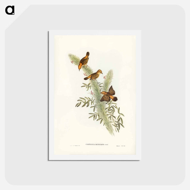 アートポストカード-Rufous-headed Warbler
 - ジョン グールド Postcard.