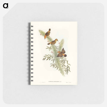 Rufous-headed Warbler
 - ジョン グールド Memo.