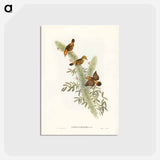 アートポストカード-Rufous-headed Warbler
 - ジョン グールド Postcard.