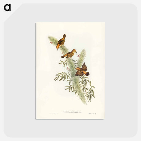 アートポストカード-Rufous-headed Warbler
 - ジョン グールド Postcard.
