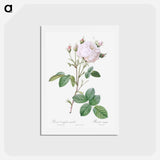 アートポストカード-Cabbage Rose White Provence - ピエール ジョゼフ ルドゥーテ Postcard.
