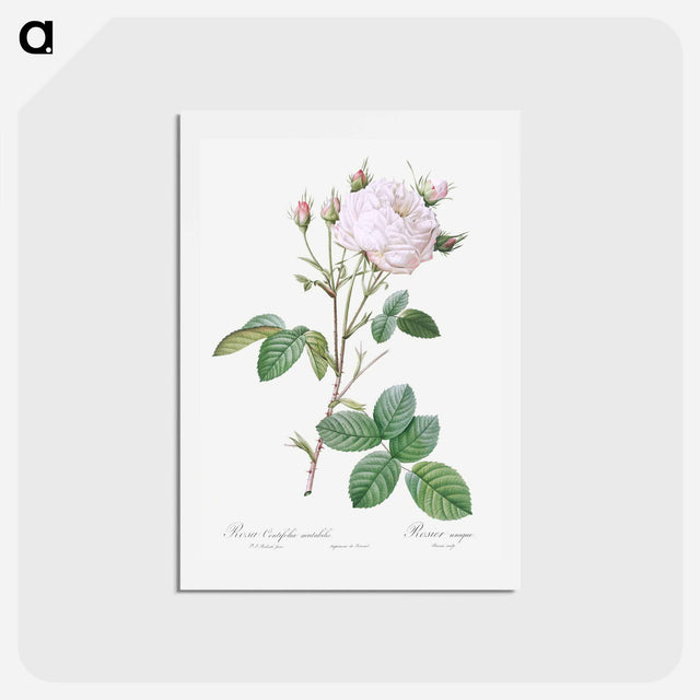 アートポストカード-Cabbage Rose White Provence - ピエール ジョゼフ ルドゥーテ Postcard.