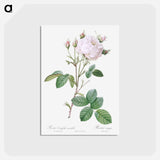 アートポストカード-Cabbage Rose White Provence - ピエール ジョゼフ ルドゥーテ Postcard.