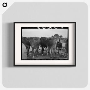 アートポスター-Cows at Casa Grande Farms
 - ラッセル リー Poster.