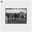アートポストカード-Cows at Casa Grande Farms
 - ラッセル リー Postcard.