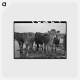 アートポストカード-Cows at Casa Grande Farms
 - ラッセル リー Postcard.