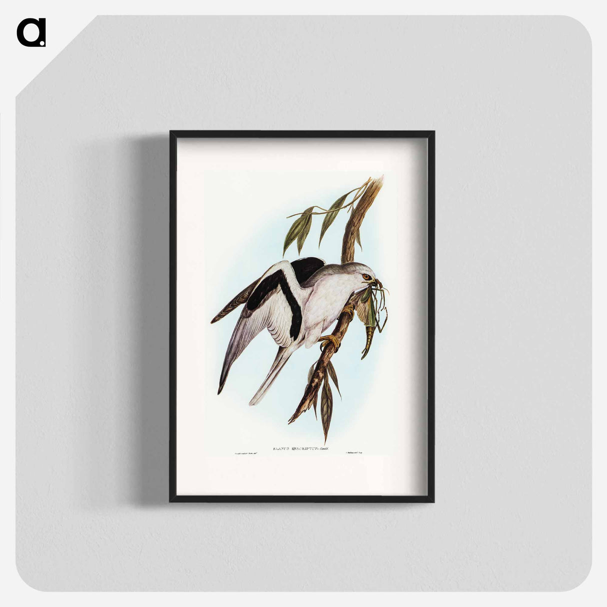 Letter-winged Kite
 - オーストラリアの鳥 Poster.