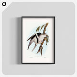 Letter-winged Kite
 - オーストラリアの鳥 Poster.