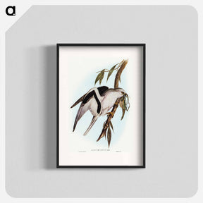アートポスター-Letter-winged Kite
 - オーストラリアの鳥 Poster.
