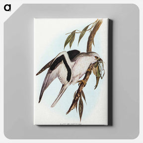 アートパネル-Letter-winged Kite
 - オーストラリアの鳥 Canvas.