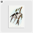 アートポストカード-Letter-winged Kite
 - オーストラリアの鳥 Postcard.