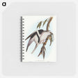 アートメモ帳-Letter-winged Kite
 - オーストラリアの鳥 Memo.