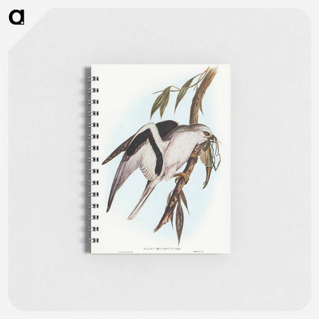 アートメモ帳-Letter-winged Kite
 - オーストラリアの鳥 Memo.