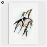 Letter-winged Kite
 - オーストラリアの鳥 Poster.