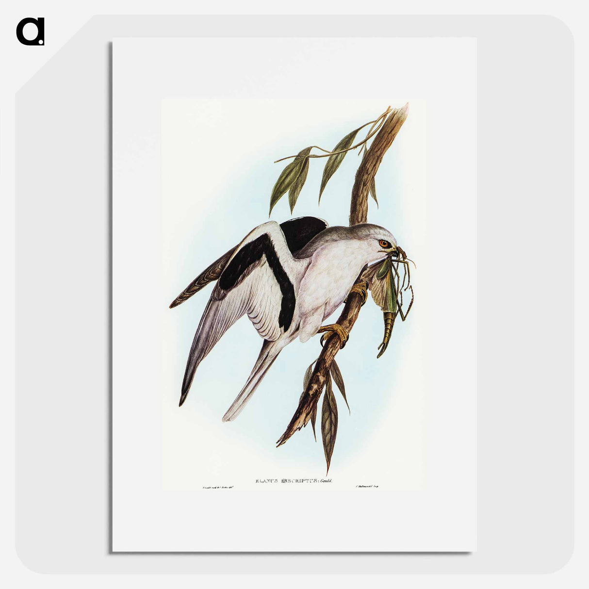 Letter-winged Kite
 - オーストラリアの鳥 Poster.