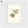 アートポストカード-White-throated Honey-eater
 - ジョン グールド Postcard.