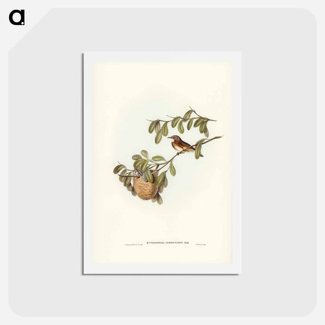 アートポストカード-White-throated Honey-eater
 - ジョン グールド Postcard.
