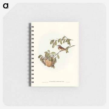 White-throated Honey-eater
 - ジョン グールド Memo.