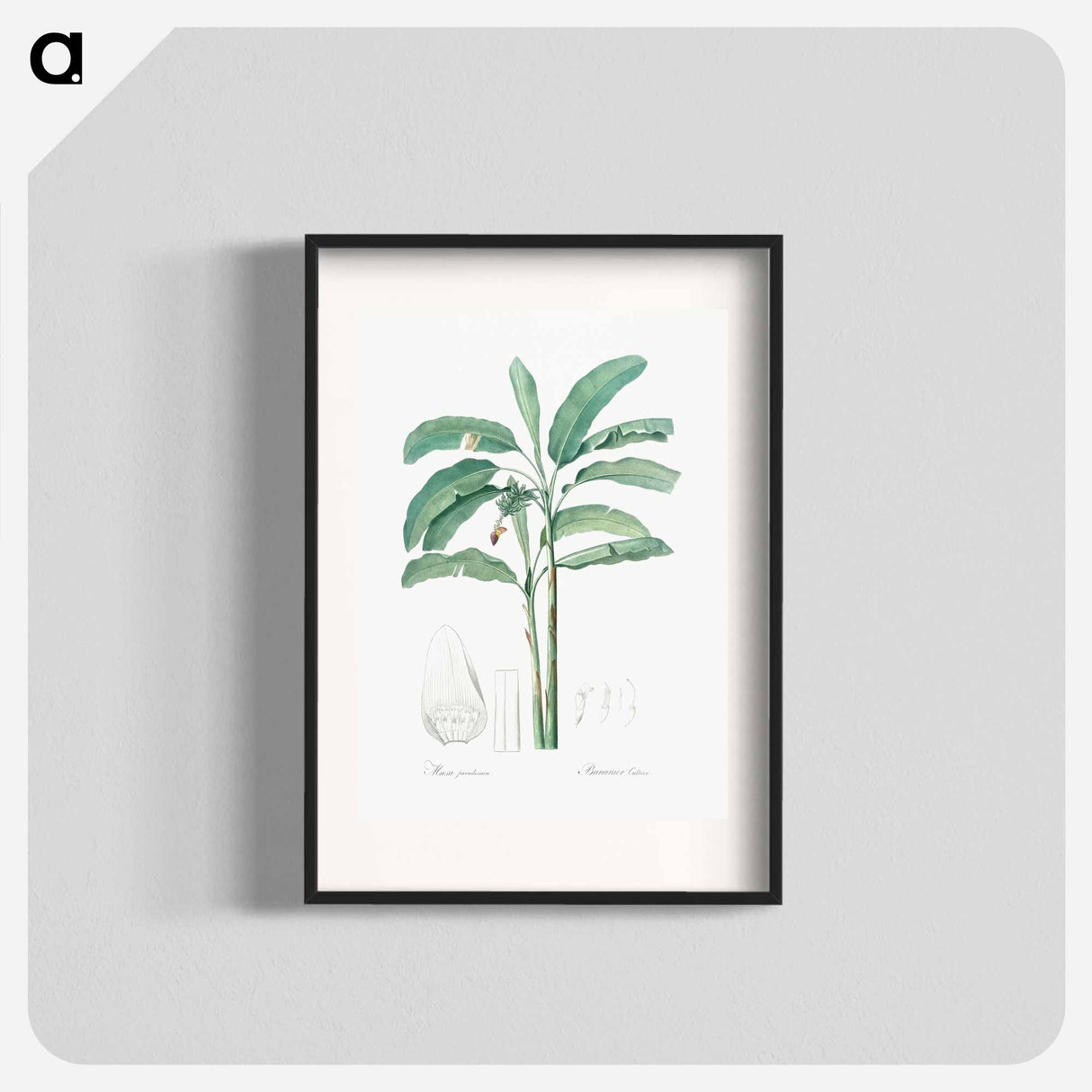 Banana illustration from Les liliacées - Pierre-Joseph Redouté Poster.