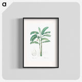 Banana illustration from Les liliacées - Pierre-Joseph Redouté Poster.
