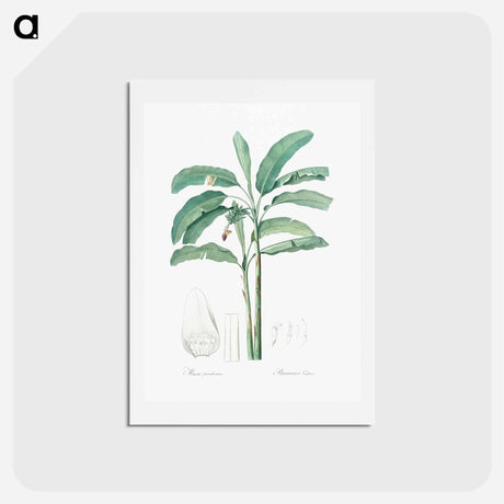 アートポストカード-Banana illustration from Les liliacées - ピエール ジョゼフ ルドゥーテ Postcard.
