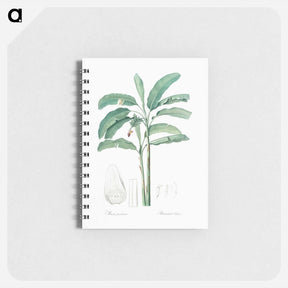 アートメモ帳-Banana illustration from Les liliacées - ピエール ジョゼフ ルドゥーテ Memo.