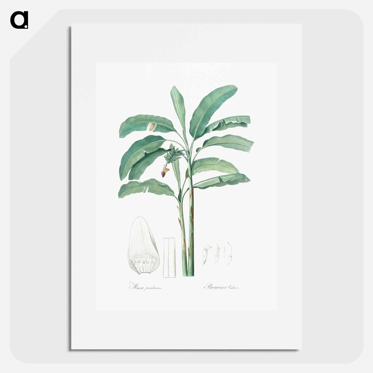 Banana illustration from Les liliacées - Pierre-Joseph Redouté Poster.