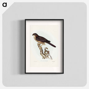 アートポスター-West Australian Goshawk
 - オーストラリアの鳥 Poster.
