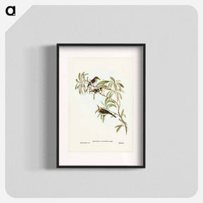 アートポスター-Fulvous-fronted Honey-eater
 - ジョン グールド Poster.
