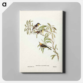 アートパネル-Fulvous-fronted Honey-eater
 - ジョン グールド Canvas.
