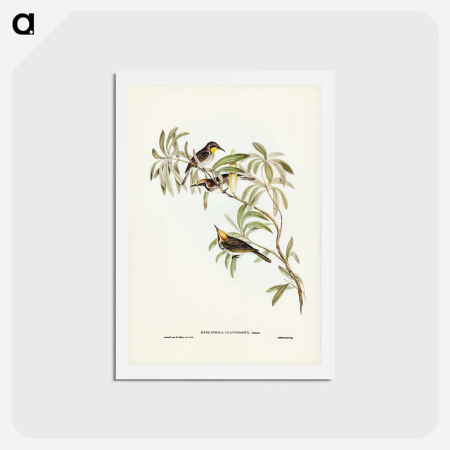 アートポストカード-Fulvous-fronted Honey-eater
 - ジョン グールド Postcard.