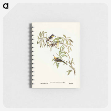 Fulvous-fronted Honey-eater
 - ジョン グールド Memo.