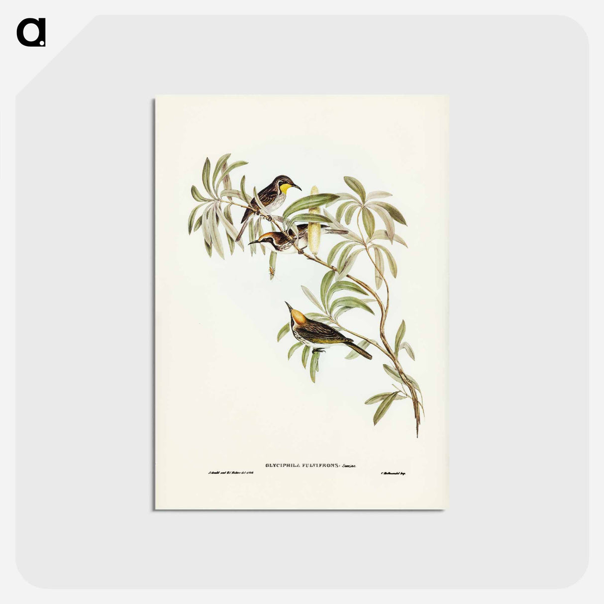 アートポストカード-Fulvous-fronted Honey-eater
 - ジョン グールド Postcard.