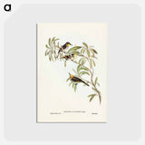アートポストカード-Fulvous-fronted Honey-eater
 - ジョン グールド Postcard.