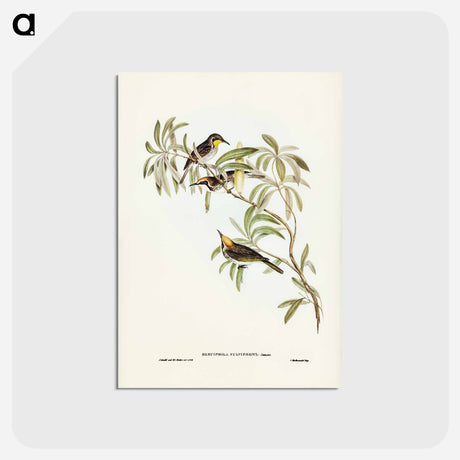 アートポストカード-Fulvous-fronted Honey-eater
 - ジョン グールド Postcard.