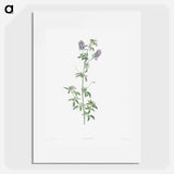 Spanish clover - Pierre Joseph Redouté Poster.