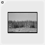 アートポストカード-Cutting Sugarcane
 - ラッセル リー Postcard.