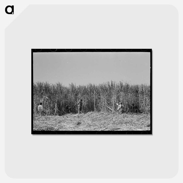 アートポストカード-Cutting Sugarcane
 - ラッセル リー Postcard.