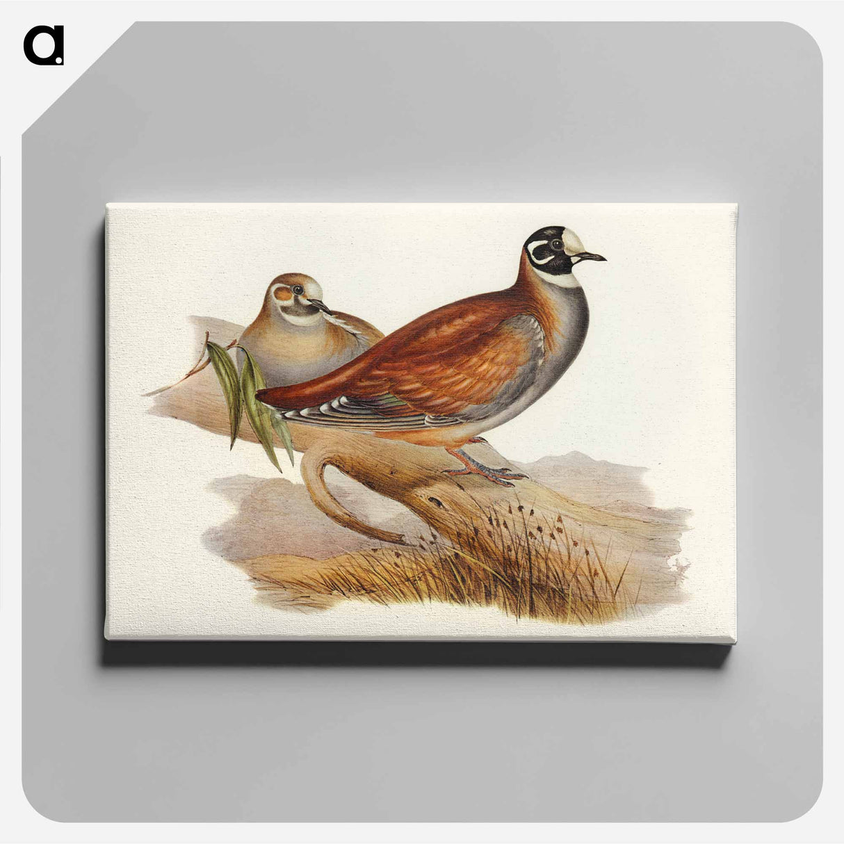 Harlequin Bronze-wing
 - オーストラリアの鳥 Canvas.