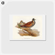 アートポストカード-Harlequin Bronze-wing
 - オーストラリアの鳥 Postcard.