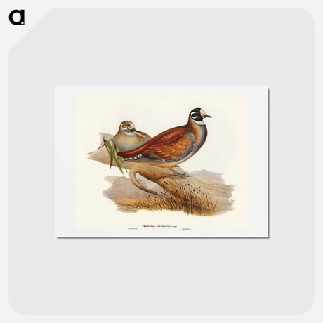 アートポストカード-Harlequin Bronze-wing
 - オーストラリアの鳥 Postcard.