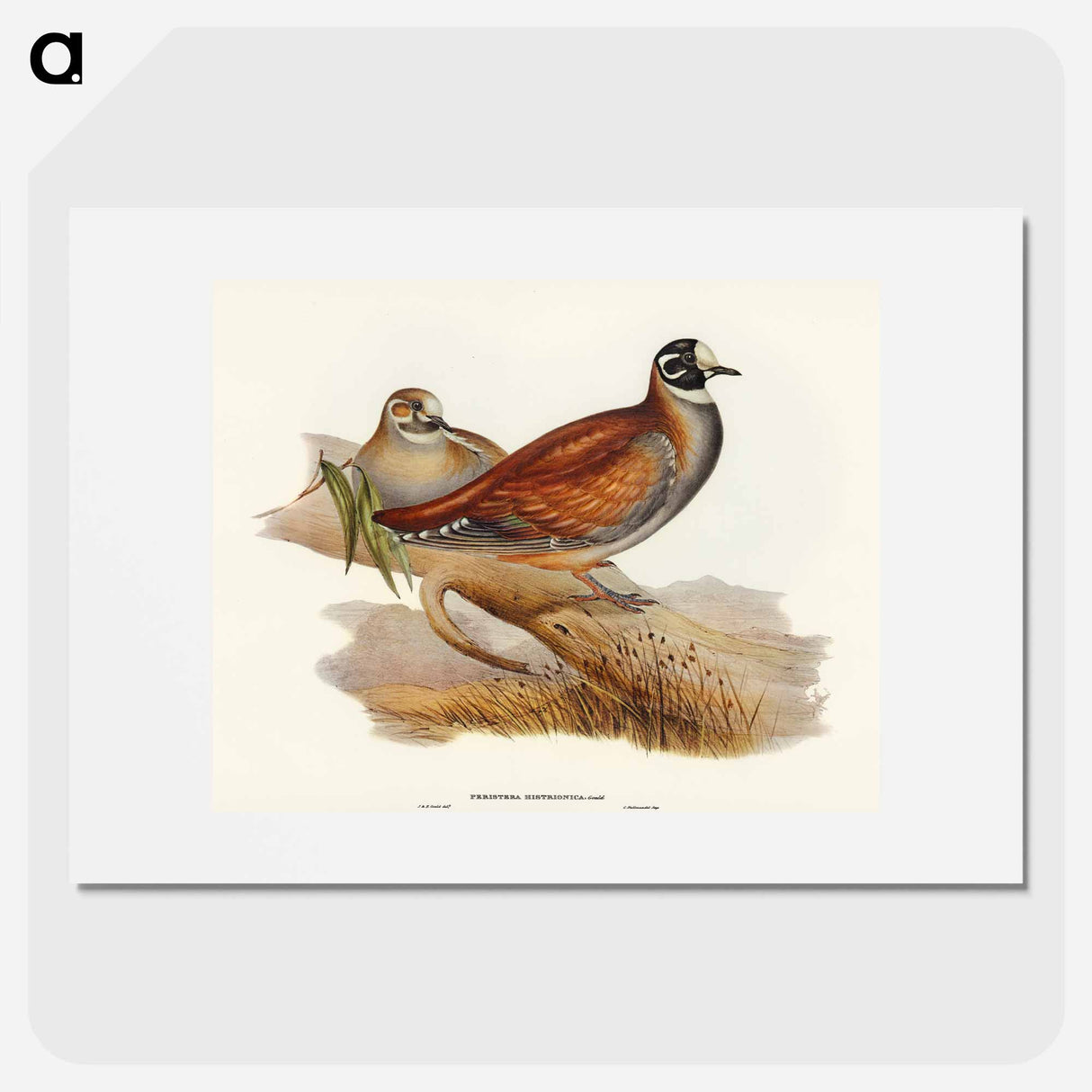 Harlequin Bronze-wing
 - オーストラリアの鳥 Poster.