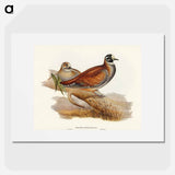 Harlequin Bronze-wing
 - オーストラリアの鳥 Poster.