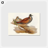 アートポストカード-Harlequin Bronze-wing
 - オーストラリアの鳥 Postcard.