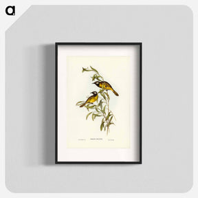 アートポスター-White-eared Honey-eater
 - ジョン グールド Poster.