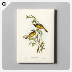 アートパネル-White-eared Honey-eater
 - ジョン グールド Canvas.