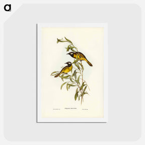 アートポストカード-White-eared Honey-eater
 - ジョン グールド Postcard.