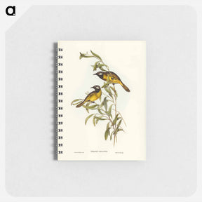 アートメモ帳-White-eared Honey-eater
 - ジョン グールド Memo.