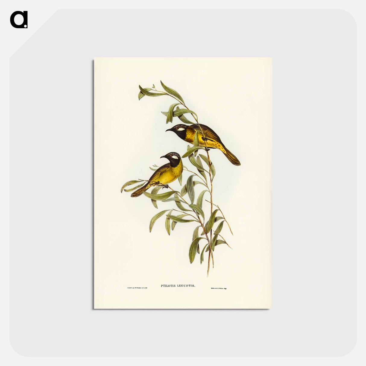 アートポストカード-White-eared Honey-eater
 - ジョン グールド Postcard.